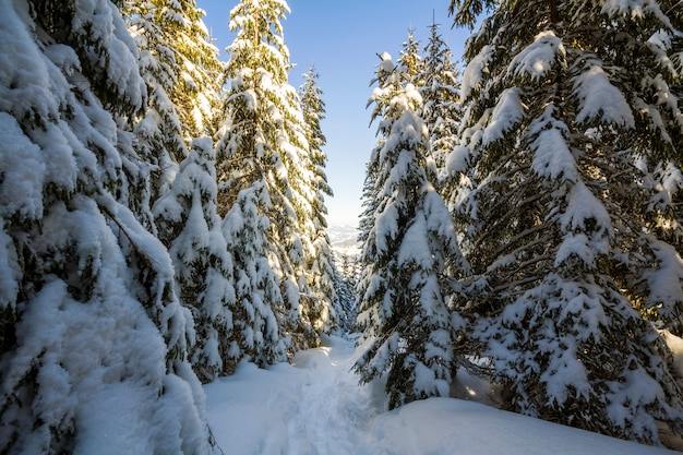 Hohe Tannenbäume bedeckt mit starkem Schnee unter blauem Himmel am sonnigen kalten Tag.