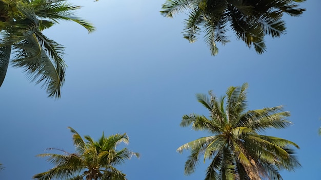 Hohe tropische Palmen erheben sich über dem Strand unter sengender Sonne gegen den grenzenlosen blauen Himmel mit niedrigem Winkel