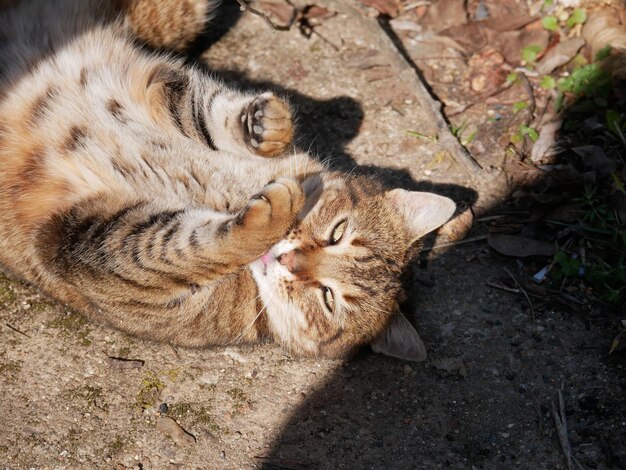 Foto hohe winkelansicht der katze