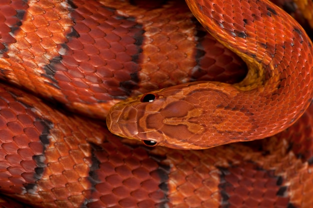 Hohe Winkelansicht der Kornnatter oder der roten Rattenschlange, Pantherophis guttattus