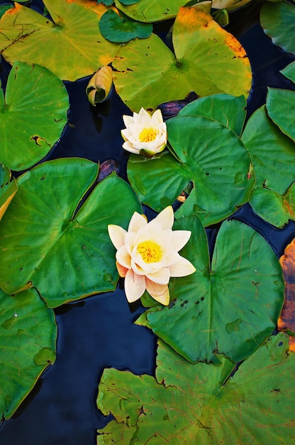 Foto hohe winkelansicht der lotus-wasserlilie