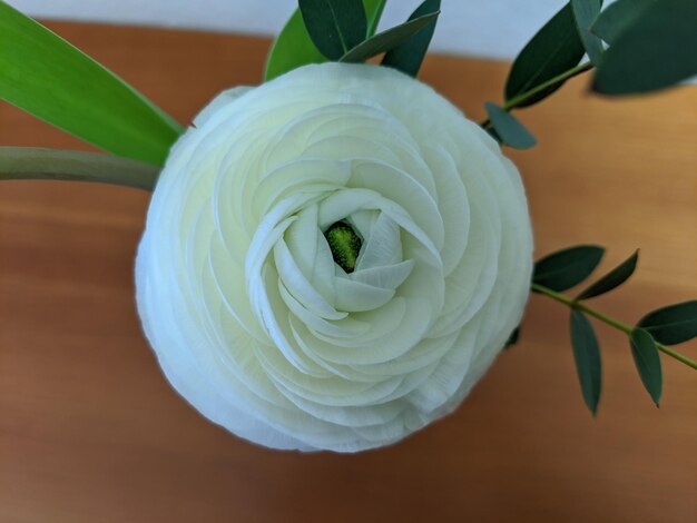 Hohe Winkelansicht der weißen Rose auf dem Tisch
