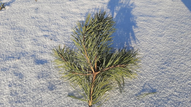 Foto hohe winkelansicht des baumes im winter