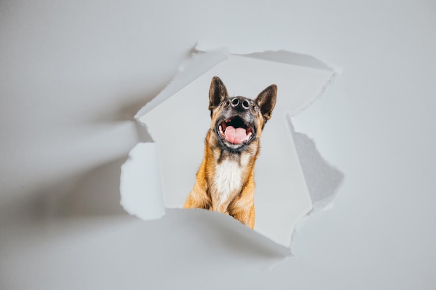 Hohe Winkelansicht des Hundes auf weißem Hintergrund