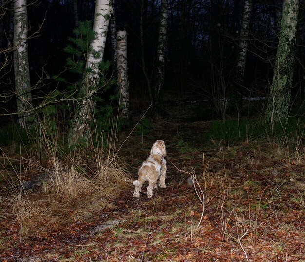 Hohe Winkelansicht des Hundes im Wald