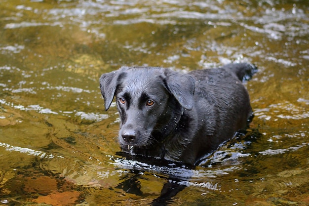 Hohe Winkelansicht des Hundes unter Wasser