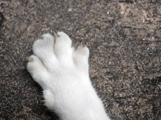 Foto hohe winkelansicht eines auf dem land liegenden hundes