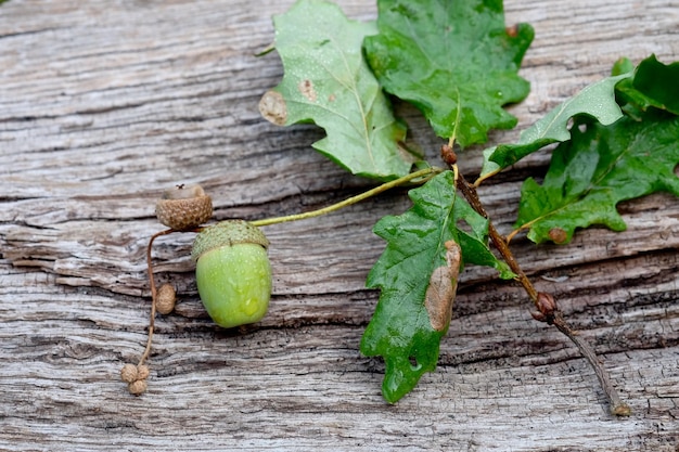 Hohe Winkelansicht grüner Blätter auf dem Tisch