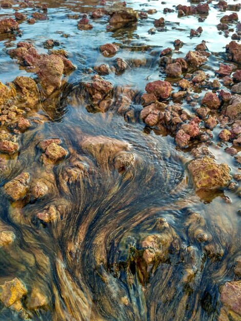 Foto hohe winkelansicht von blättern im see