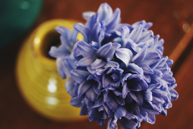 Foto hohe winkelansicht von hyacinthblumen in einer vase