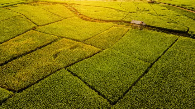 Hohe Winkelsicht des Feldes in Thailand