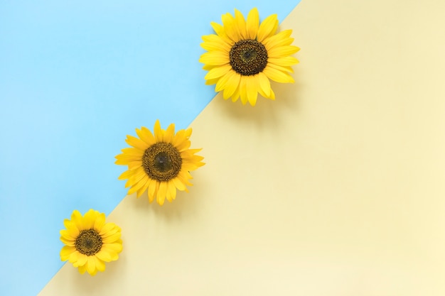 Foto hohe winkelsicht von sonnenblumen auf doppeltem buntem hintergrund