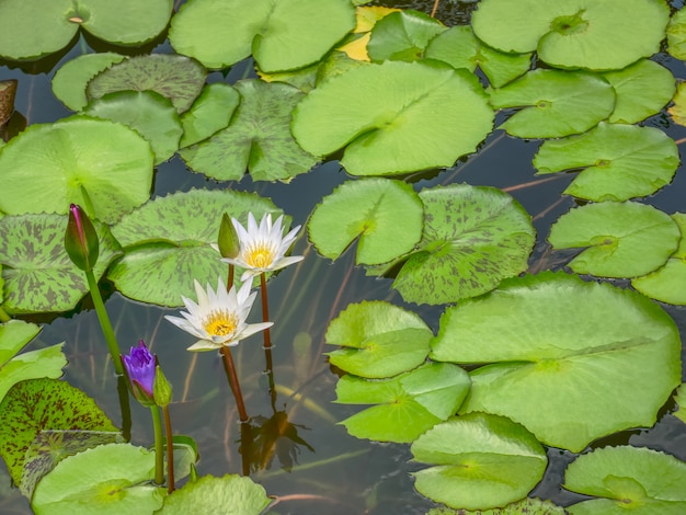 Hohe Winkelsicht von weißer Lotus Flowers im Teich