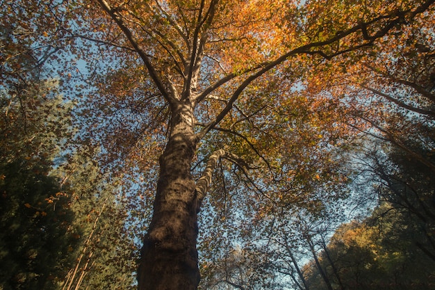 Hoher Baum des schönen Herbstes in Monchique-Region, Portugal