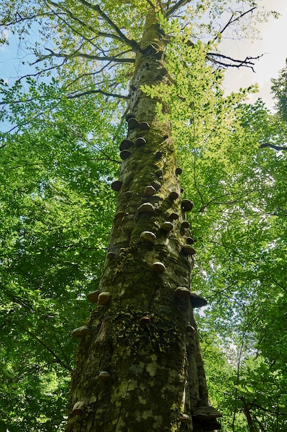 Hoher Baum im Wald. Untersicht. Sotschi Russland