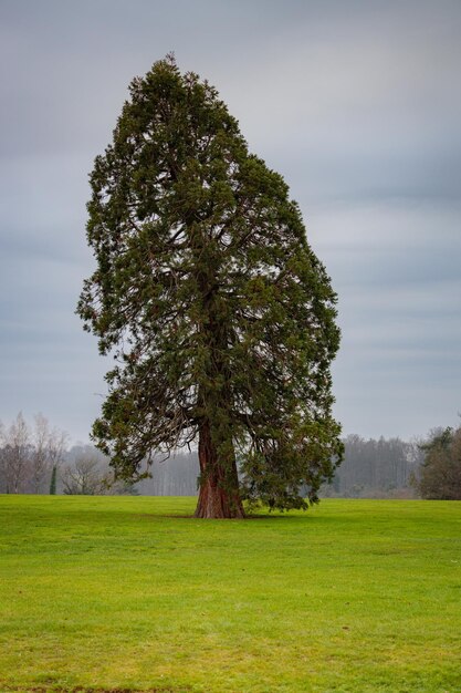 Hoher einsamer Baum auf der Wiese