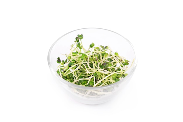 Hoher Winkel der Microgreen-Schüssel