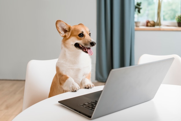 Hoher Winkel des entzückenden Hundes mit Laptop