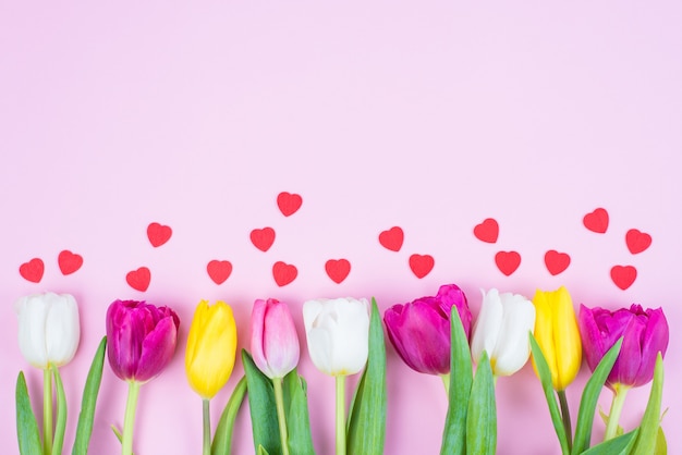 Hoher Winkel schließen oben über Ansicht einer Reihe von mehreren bunten lila und lebhaften gelben Tulpen mit kleinen kleinen Herzen, die über pastellfarbenem Hintergrund mit leerem Leerraum isoliert werden