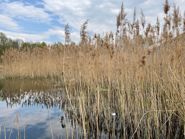 Hohes Gras am See im Wald