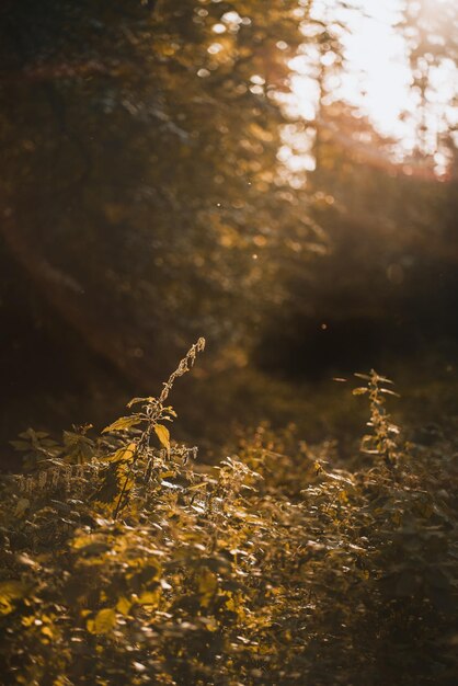 Hohes Gras im Wald mit starkem Sonnenschein und Bokeh des Waldes im Hintergrund Nahaufnahme von Laub