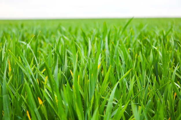 Hohes grünes Gras auf dem Feld. Frühlingswiesenlandschaft an einem sonnigen Tag. Sommerzeit. Natur umweltfreundliches Foto. Weizen wächst. Landwirtschaftskonzept. Tapete mit Himmel.