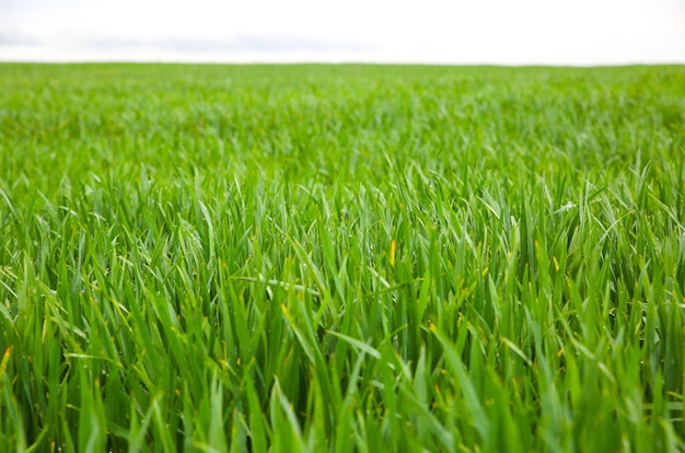 Hohes grünes Gras auf dem Feld. Frühlingswiesenlandschaft an einem sonnigen Tag. Sommerzeit. Natur umweltfreundliches Foto. Weizen wächst. Landwirtschaftskonzept. Tapete mit Himmel.