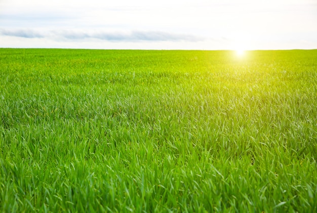 Hohes grünes gras auf dem feld. frühlingswiesenlandschaft an einem sonnigen tag. sommerzeit. natur umweltfreundliches foto. weizen wächst. landwirtschaftskonzept. tapete mit himmel.