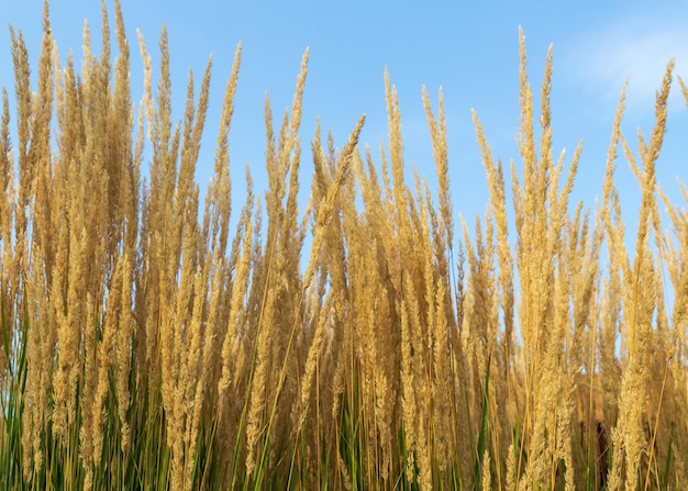 Hohes Ziergras mit Ährchen gegen den Himmel Naturhintergrund