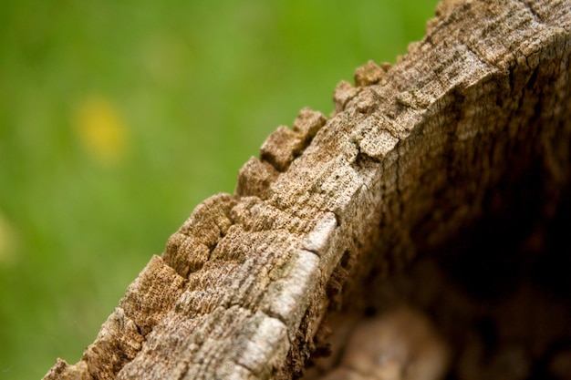 Hohle und trockene Baumrinde