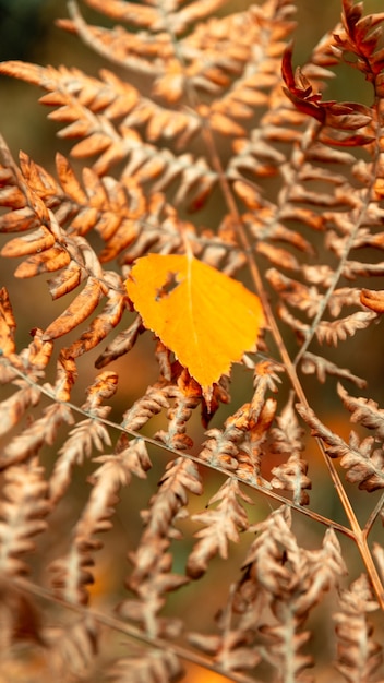 Una hoja de abedul amarillo sobre un helecho marchito.