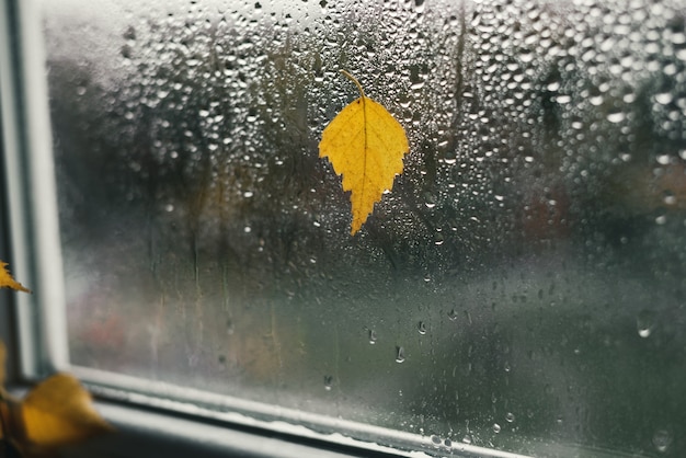 Hoja de abedul amarillo sobre vidrio de ventana empapado de lluvia