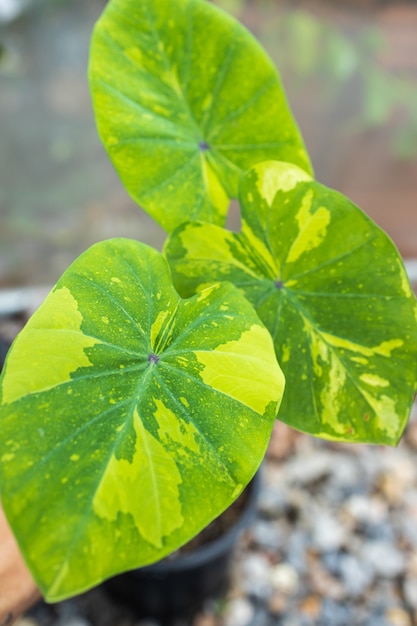 Hoja abigarrada de Colocasia Lemon-Lime Gecko