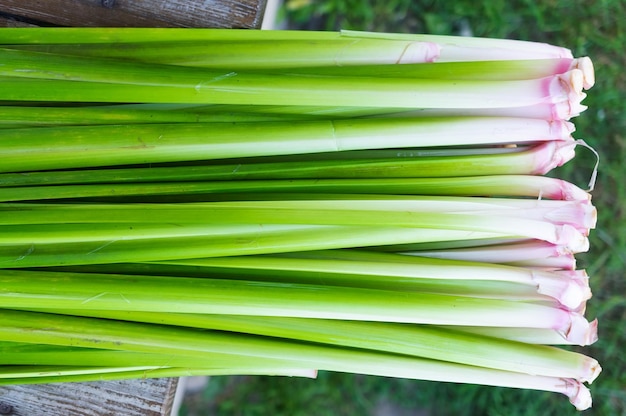 Hoja de Acorus calamus