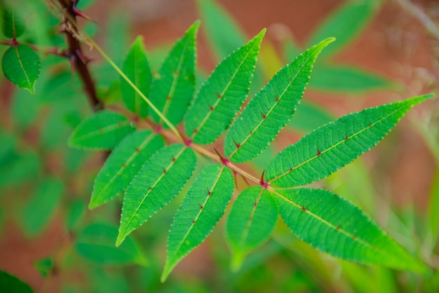 hoja de aguja verde