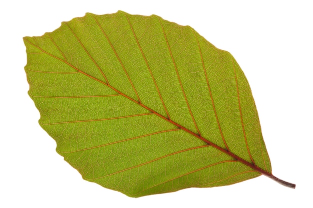 Hoja aislada de un árbol