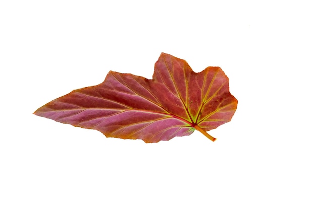 hoja aislada sobre un fondo plano