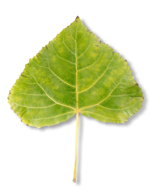 Hoja de álamo aislada sobre fondo blanco. Trazado de recorte