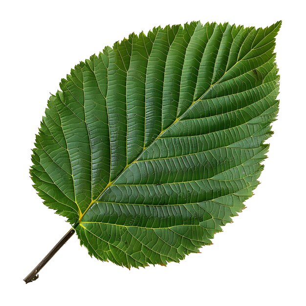 Foto hoja de álar aislada con forma de hoja redonda y color verde oscuro objeto en fondo limpio clipart