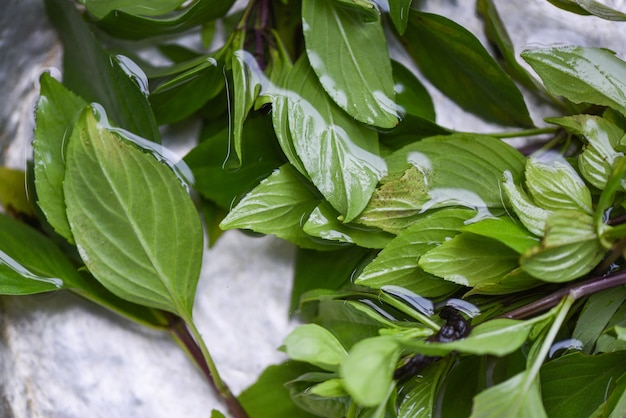 Hoja de albahaca en agua, albahaca tailandesa para verduras, alimentos y hierbas