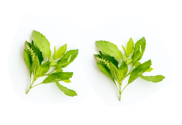 hoja de albahaca en el diseño de color blanco para el fondo de alimentos