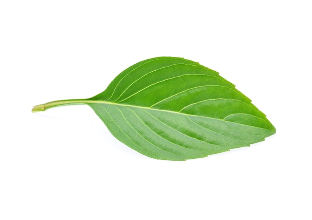 Hoja de albahaca dulce aislado en blanco