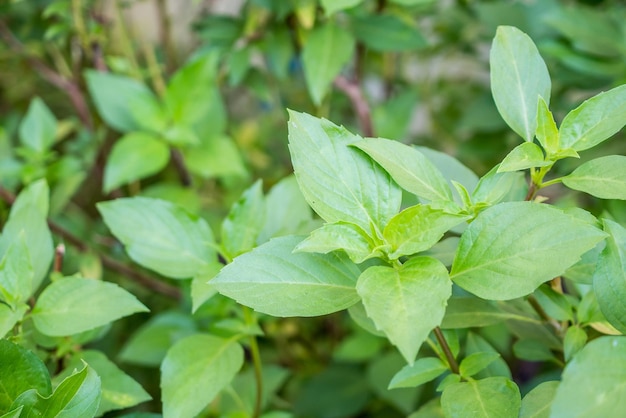 Hoja de albahaca dulce tailandesa de cerca