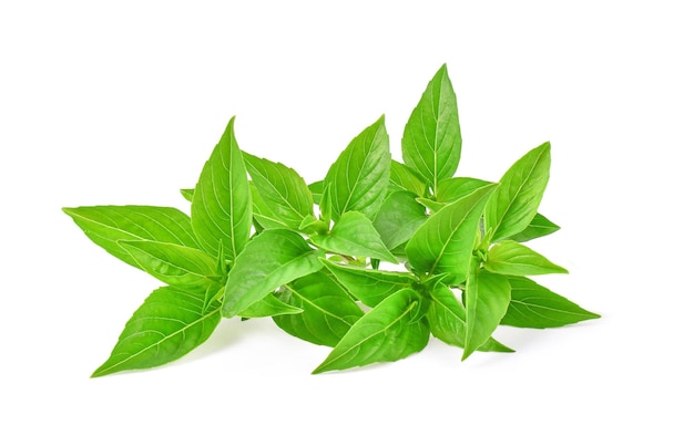 Hoja de albahaca fresca aislada sobre fondo blanco