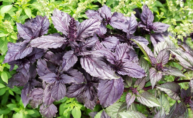 Hoja de albahaca (Ocimum basilicum). Albahaca púrpura orgánica fresca que crece en el jardín Vista superior. Plantación de hojas de albahaca. Fondo abstracto verde primavera de la naturaleza.