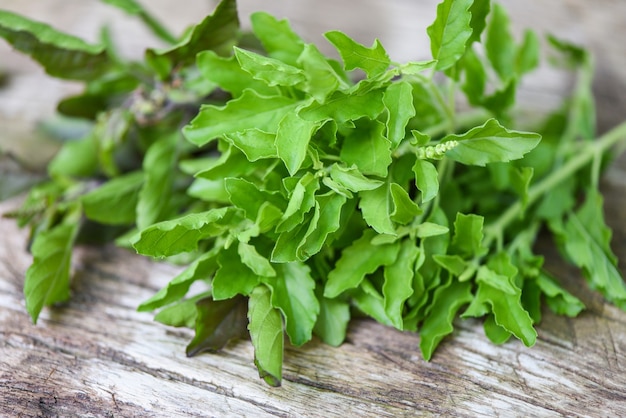 Hoja de albahaca santa naturaleza huerta