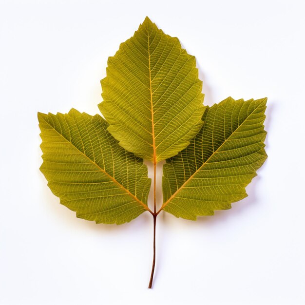 Foto hoja de alce aislada sobre un fondo blanco