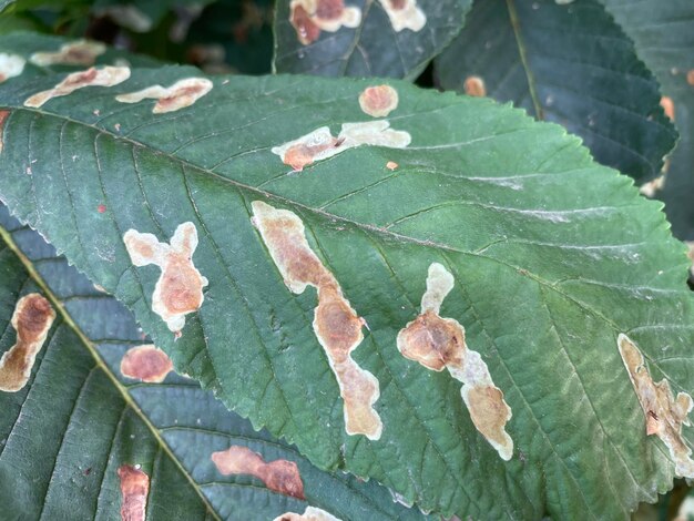 Una hoja con algunas manchas en ella.