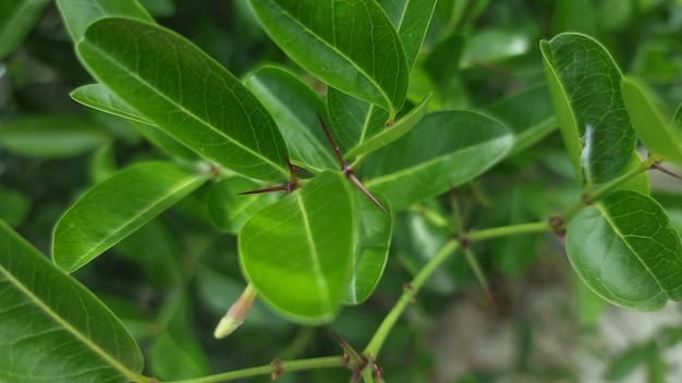 Una hoja con algunos brotes en ella