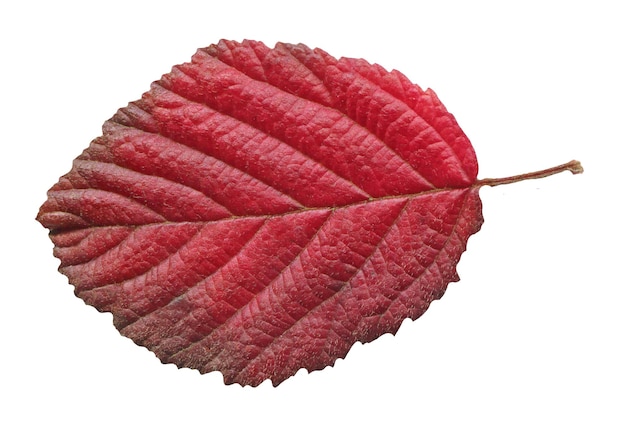 Hoja de aliso rojo otoño aislada en blanco